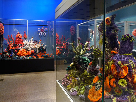 View of gallery containing glass vitrines filled with crochet coral reef sculptures.