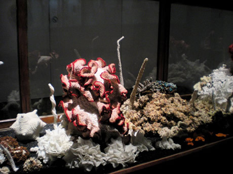 Crochet coral reef sculptures installed in a vitrine.