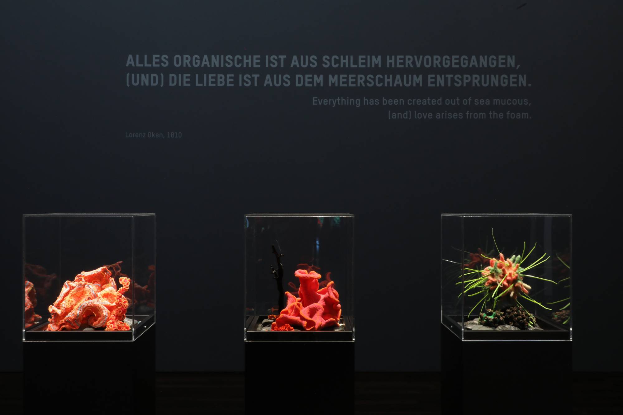 crochet and beaded corals in vitrines in a gallery