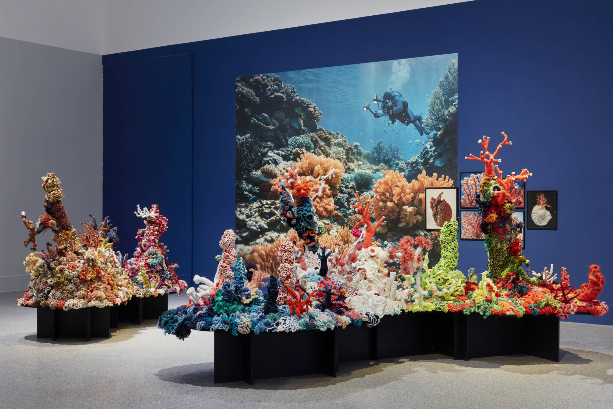 crochet coral reef installation