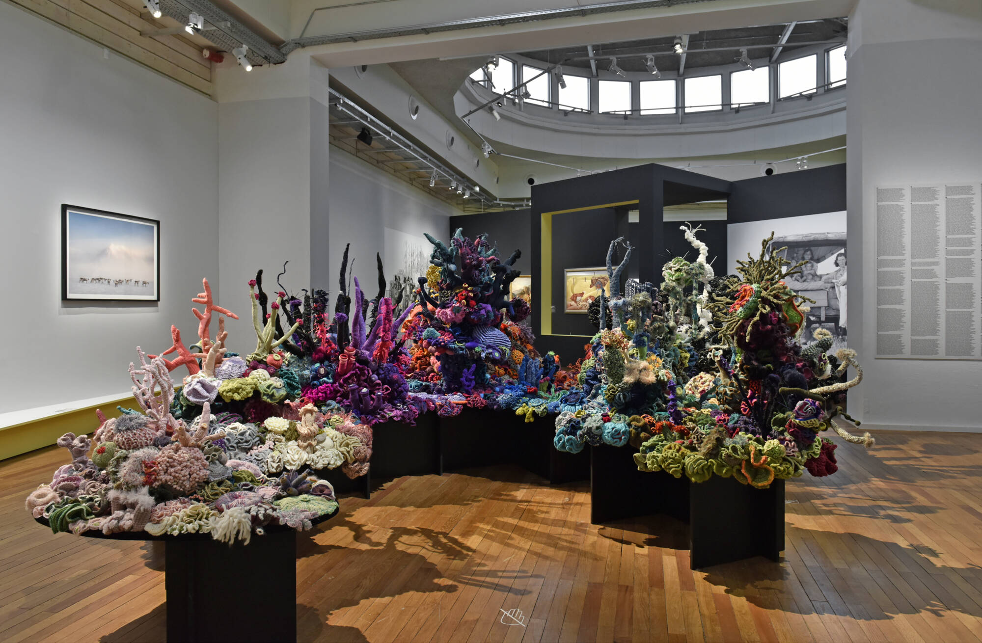 gallery installation of crochet coral reefs