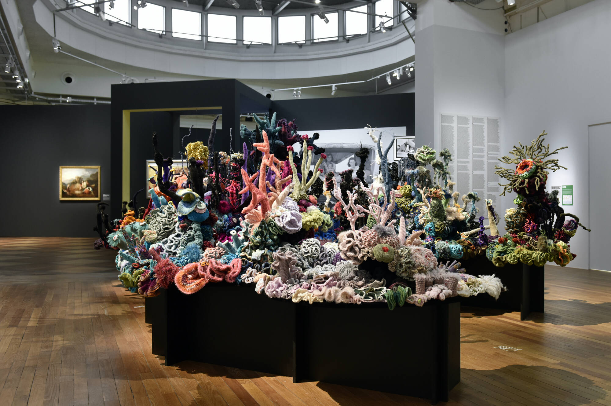 gallery installation of crochet coral reefs